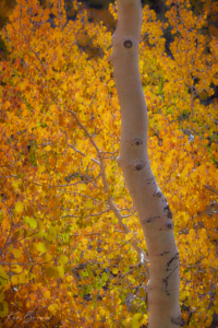 North Fork Bishop Creek, California