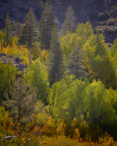 North Fork Bishop Creek, California