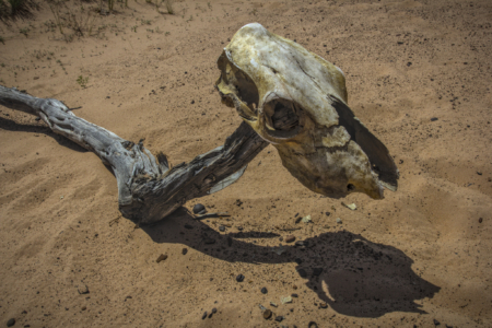 Escalante Wilderness