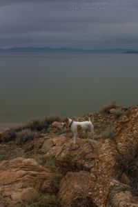 Antelope Island