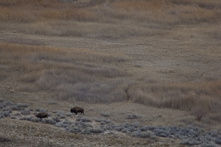Antelope Island