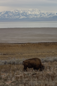 Antelope Island