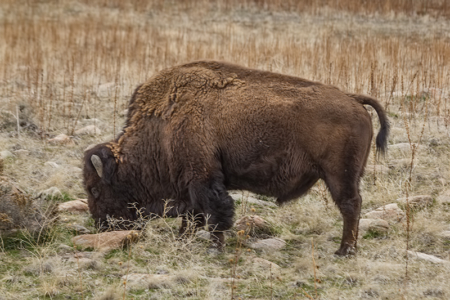 Antelope Island