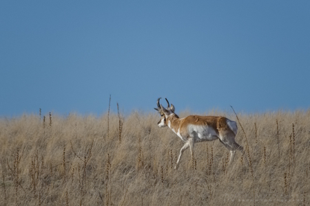 Antelope Island
