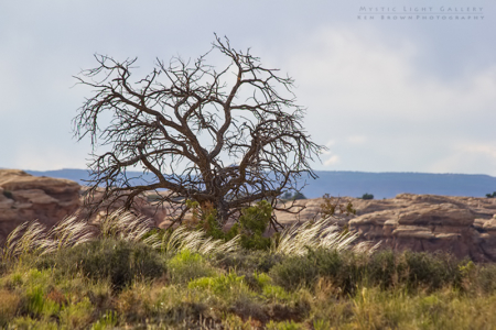 The Needles, Canyonlands NP