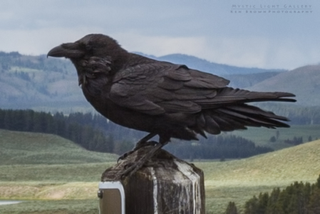 Yellowstone National Park