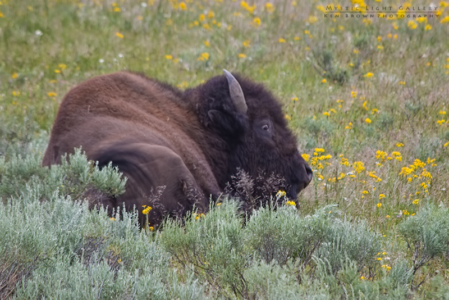 Yellowstone National Park
