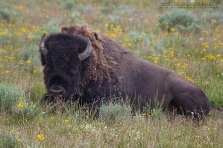 Yellowstone National Park