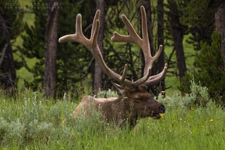 Yellowstone National Park