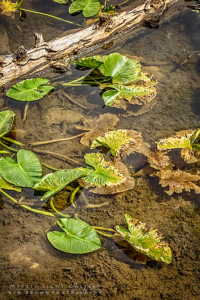 Fall In The Uintas 2016