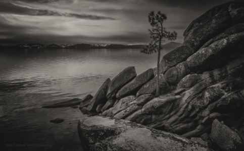 The Tree On The Rocks