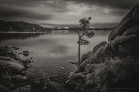 The Tree On The Rocks