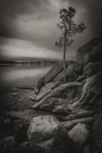 The Tree On The Rocks