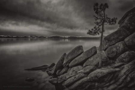 The Tree On The Rocks