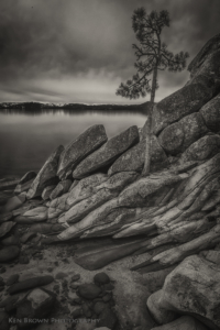 The Tree On The Rocks