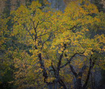 Yosemite National Park, California