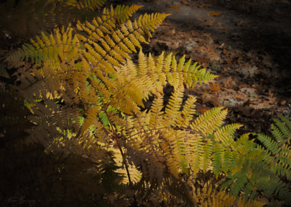 Yosemite National Park, California