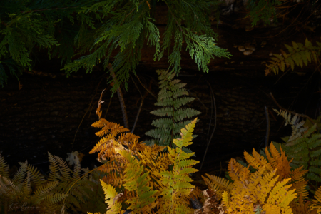 Yosemite National Park, California