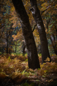 Yosemite National Park, California