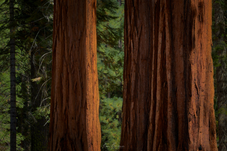 Yosemite National Park, California