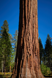 Yosemite National Park, California