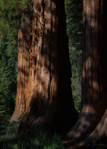 Yosemite National Park, California