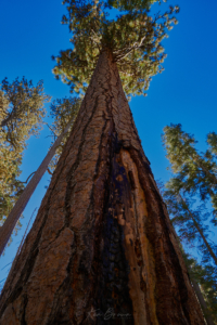 Yosemite National Park, California
