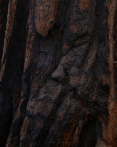 Yosemite National Park, California