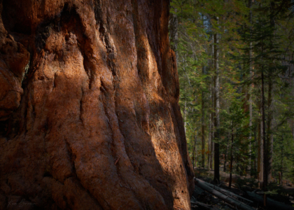 Yosemite National Park, California