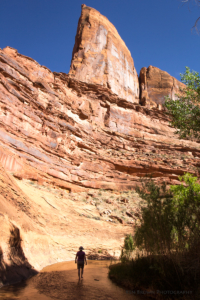 Coyote Gulch