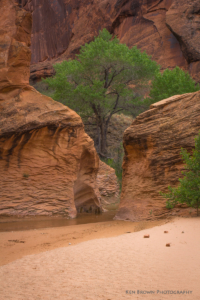 Coyote Gulch