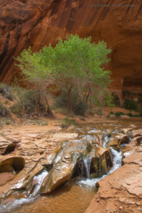Coyote Gulch