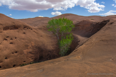 Coyote Gulch