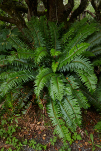 Cape Disappointment State Park, Oregon