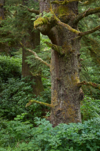 Cape Disappointment State Park, Oregon