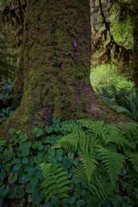 Short Sand Creek, Oregon