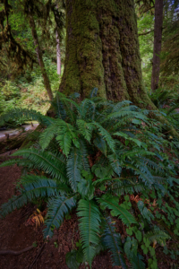 Short Sand Creek, Oregon