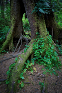 Short Sand Creek, Oregon