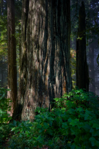 Redwoods National Park, California