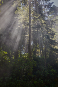 Redwoods National Park, California