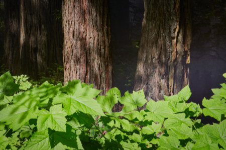 Redwoods National Park, California