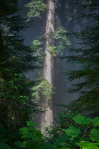Redwoods National Park, California