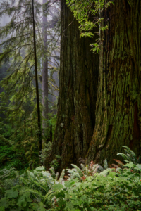 Redwoods National Park, California