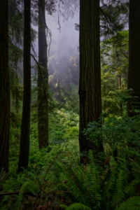 Redwoods National Park, California