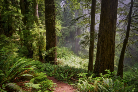 Redwoods National Park, California
