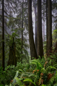 Redwoods National Park, California