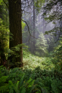 Redwoods National Park, California