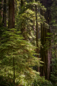 Redwoods National Park, California