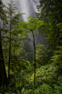 Redwoods National Park, California