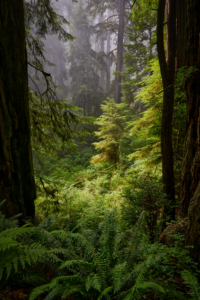 Redwoods National Park, California